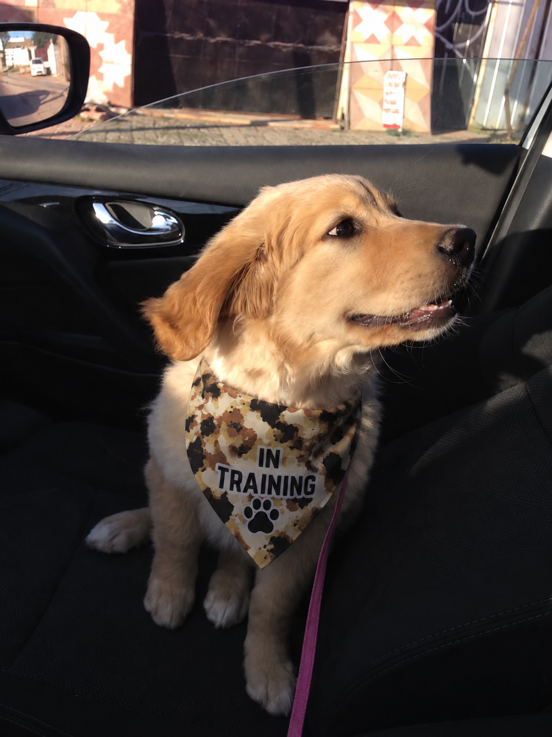 Dog Bandanas